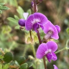 Glycine sp. at Jerrabomberra, NSW - 21 Jan 2022 by Steve_Bok