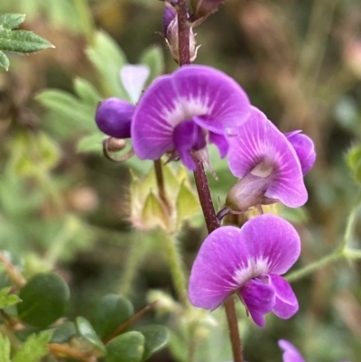 Glycine sp. at Jerrabomberra, NSW - 21 Jan 2022 by SteveBorkowskis