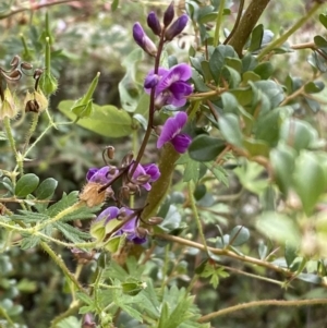 Glycine sp. at Jerrabomberra, NSW - 21 Jan 2022