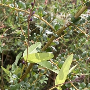 Glycine sp. at Jerrabomberra, NSW - 21 Jan 2022