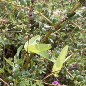 Glycine sp. at Jerrabomberra, NSW - 21 Jan 2022