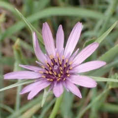 Tragopogon porrifolius subsp. porrifolius (Salsify, Oyster Plant) at Cook, ACT - 18 Jan 2022 by drakes