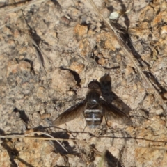 Villa sp. (genus) (Unidentified Villa bee fly) at Jerrabomberra, NSW - 21 Jan 2022 by SteveBorkowskis