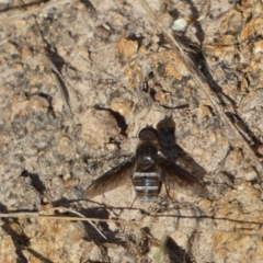 Villa sp. (genus) (Unidentified Villa bee fly) at Jerrabomberra, NSW - 21 Jan 2022 by Steve_Bok