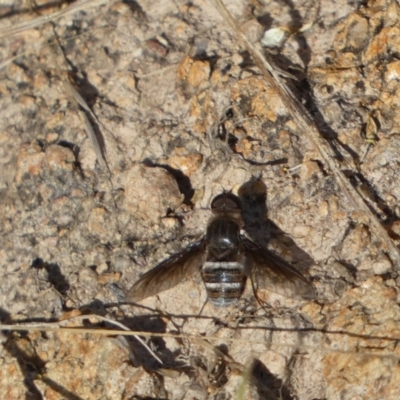 Villa sp. (genus) (Unidentified Villa bee fly) at Jerrabomberra, NSW - 21 Jan 2022 by Steve_Bok
