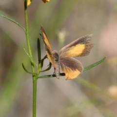 Paralucia pyrodiscus (Fiery Copper) at Jerrabomberra, NSW - 21 Jan 2022 by Steve_Bok