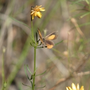 Paralucia pyrodiscus at Jerrabomberra, NSW - 21 Jan 2022