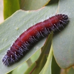 Delias harpalyce at Stromlo, ACT - 21 Jan 2022