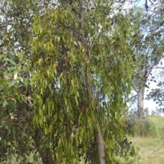 Delias harpalyce at Stromlo, ACT - 21 Jan 2022