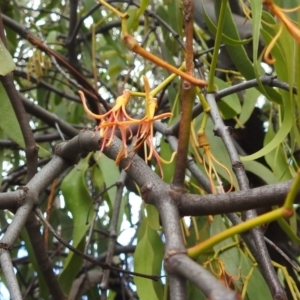 Delias harpalyce at Stromlo, ACT - 21 Jan 2022