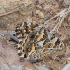 Vanessa kershawi at Jerrabomberra, NSW - 21 Jan 2022 07:01 PM