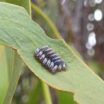 Paropsisterna sp. (genus) (A leaf beetle) at Stromlo, ACT - 21 Jan 2022 by HelenCross