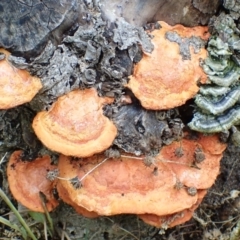 Trametes coccinea (Scarlet Bracket) at Cook, ACT - 17 Jan 2022 by drakes