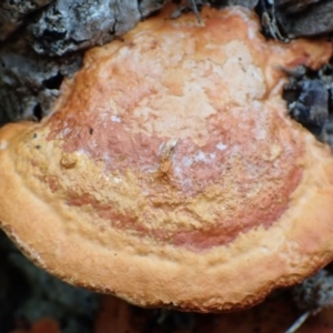 Trametes coccinea at Cook, ACT - 18 Jan 2022