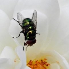 Lucilia sp. (genus) (A blowfly) at Crooked Corner, NSW - 21 Jan 2022 by Milly