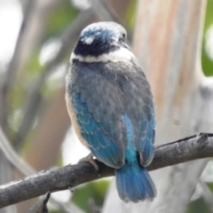 Todiramphus sanctus at Stromlo, ACT - 21 Jan 2022