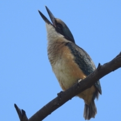 Todiramphus sanctus at Stromlo, ACT - 21 Jan 2022