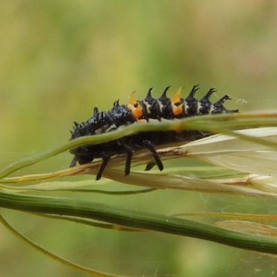 Harmonia conformis (Common Spotted Ladybird) at Stromlo, ACT - 21 Jan 2022 by HelenCross