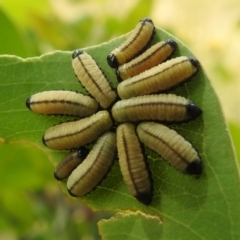 Paropsisterna cloelia (Eucalyptus variegated beetle) at Stromlo, ACT - 21 Jan 2022 by HelenCross