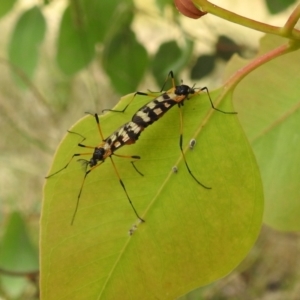 Gynoplistia (Gynoplistia) bella at Stromlo, ACT - suppressed