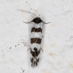 Lepidoscia cataphracta at Melba, ACT - 2 Nov 2021