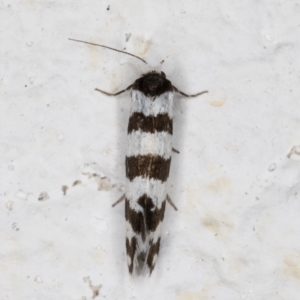 Lepidoscia cataphracta at Melba, ACT - 2 Nov 2021