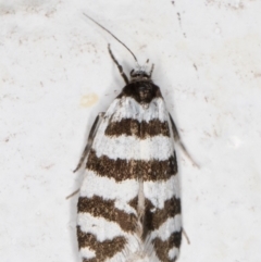 Lepidoscia cataphracta at Melba, ACT - 2 Nov 2021 11:57 PM