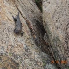 Egernia cunninghami (Cunningham's Skink) at Tennent, ACT - 21 Jan 2022 by GirtsO