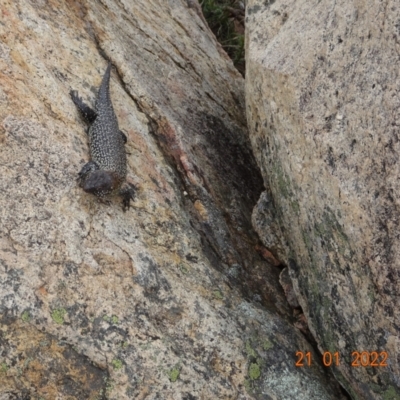 Egernia cunninghami (Cunningham's Skink) at Tennent, ACT - 21 Jan 2022 by GirtsO