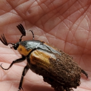 Chondropyga dorsalis at Greenleigh, NSW - 21 Jan 2022