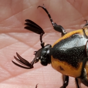 Chondropyga dorsalis at Greenleigh, NSW - 21 Jan 2022