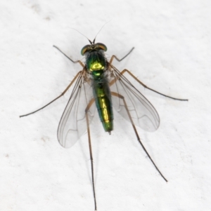 Austrosciapus sp. (genus) at Melba, ACT - 2 Nov 2021