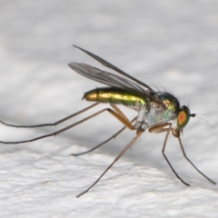 Austrosciapus sp. (genus) at Melba, ACT - 2 Nov 2021 10:07 PM