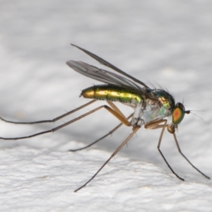 Austrosciapus sp. (genus) at Melba, ACT - 2 Nov 2021 10:07 PM