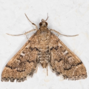 Nacoleia rhoeoalis at Melba, ACT - 2 Nov 2021