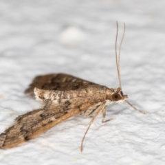 Nacoleia rhoeoalis at Melba, ACT - 2 Nov 2021