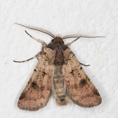 Agrotis porphyricollis (Variable Cutworm) at Melba, ACT - 2 Nov 2021 by kasiaaus