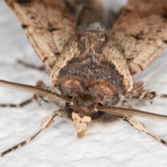 Agrotis porphyricollis at Melba, ACT - 2 Nov 2021