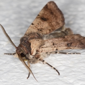 Agrotis porphyricollis at Melba, ACT - 2 Nov 2021