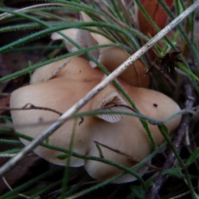 Unverified Cap on a stem; gills below cap [mushrooms or mushroom-like] at  - suppressed by Paul4K