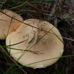 Amanita sp. (Amanita sp.) at Boro - 21 Jan 2022 by Paul4K