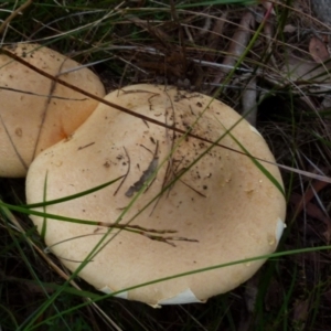 Amanita sp. at Boro, NSW - 21 Jan 2022