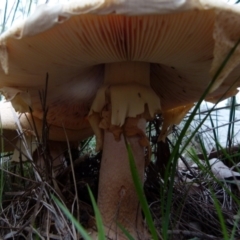 Amanita sp. at Boro, NSW - 21 Jan 2022