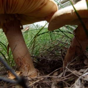 Amanita sp. at Boro, NSW - suppressed