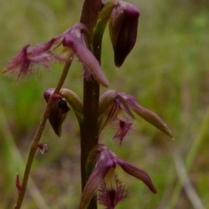 Corunastylis fimbriata at Boro, NSW - 19 Jan 2022