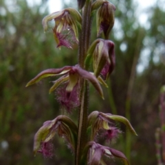 Corunastylis fimbriata at Boro, NSW - 19 Jan 2022