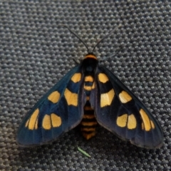 Amata nigriceps (A Handmaiden moth) at Boro, NSW - 18 Jan 2022 by Paul4K