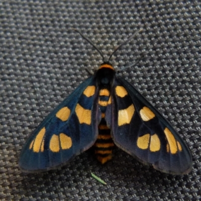 Amata nigriceps (A Handmaiden moth) at Boro - 18 Jan 2022 by Paul4K