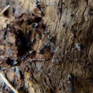 Dolichoderus scabridus at Boro, NSW - 19 Jan 2022