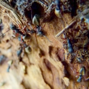 Dolichoderus scabridus at Boro, NSW - 19 Jan 2022